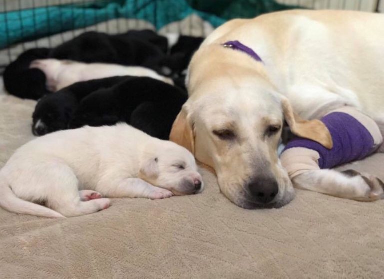 Eclampsia in pets Radiokop Animal Clinic