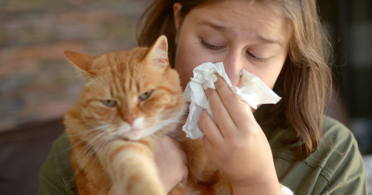 Allergies to cats Radiokop Animal Clinic