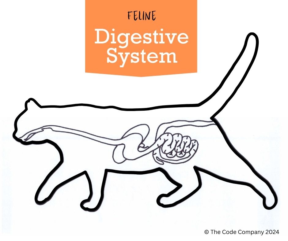 The feline digestive system Radiokop Animal Clinic